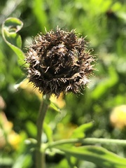 Centaurea scabiosa scabiosa