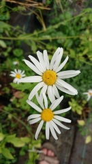 Leucanthemum rotundifolium