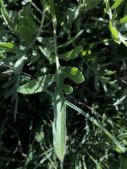 Centaurea scabiosa scabiosa