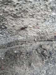 Formicidae