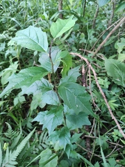 Maclura tricuspidata