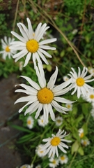Leucanthemum rotundifolium