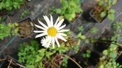 Leucanthemum rotundifolium
