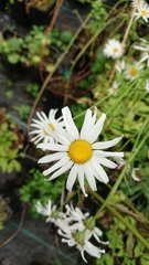 Leucanthemum rotundifolium