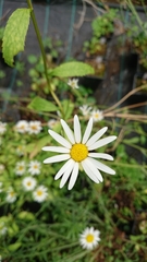 Leucanthemum rotundifolium