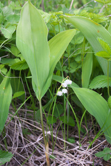Convallaria keiskei