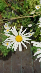 Leucanthemum rotundifolium