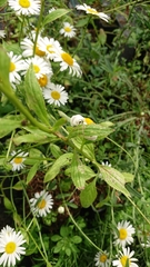 Leucanthemum rotundifolium