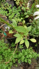 Leucanthemum rotundifolium