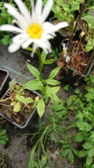 Leucanthemum rotundifolium