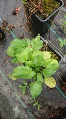 Leucanthemum rotundifolium