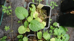 Leucanthemum rotundifolium