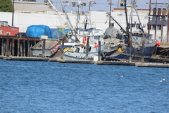 Aechmophorus occidentalis