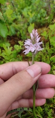 Dactylorhiza maculata maculata