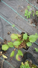 Leucanthemum rotundifolium