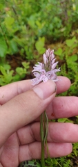 Dactylorhiza maculata maculata