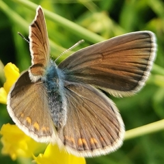 Polyommatus amandus
