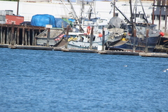 Aechmophorus occidentalis