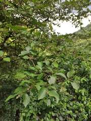 Symplocos paniculata