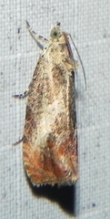 Olethreutes hamameliana