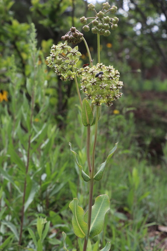 Asclepias elata