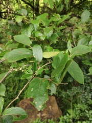 Symplocos paniculata