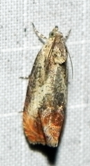 Olethreutes hamameliana