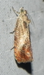 Olethreutes hamameliana