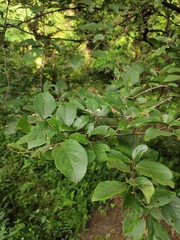 Symplocos paniculata