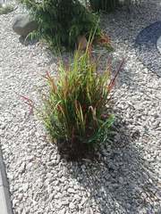 Carex morrowii