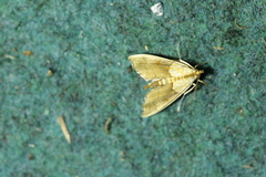 Agrotera nemoralis