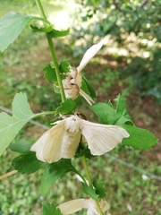 Bombyx