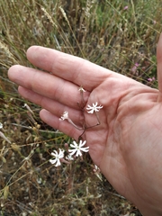 Silene portensis