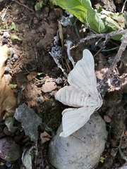 Bombyx