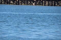 Aechmophorus occidentalis