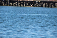 Aechmophorus occidentalis