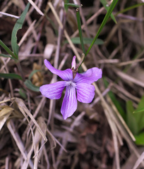 Viola hirtipes