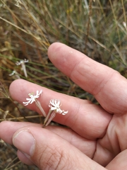 Silene portensis