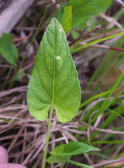 Viola hirtipes