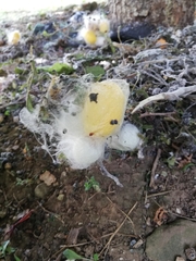 Bombyx