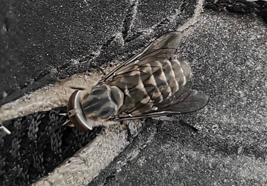 Narrow-winged Horsefly