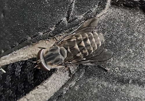 Narrow-winged Horsefly
