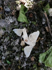 Bombyx