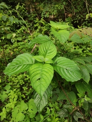 Mussaenda shikokiana