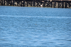 Aechmophorus occidentalis