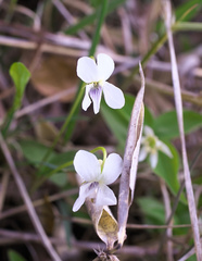 Viola patrinii