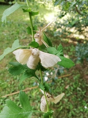 Bombyx