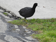 Fulica americana