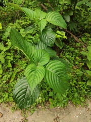Mussaenda shikokiana