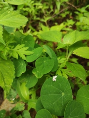 Stephania cephalantha
